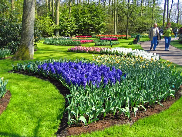 Países Bajos Haarlem Flores Edificio Jardín Botánico —  Fotos de Stock