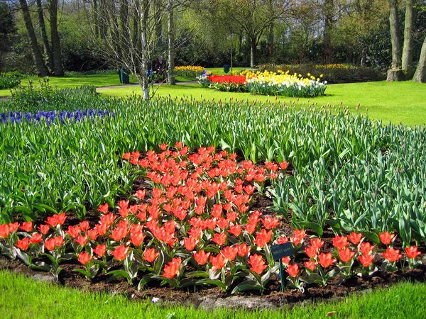 Países Baixos, Haarlem. Flores em um jardim botânico — Fotografia de Stock