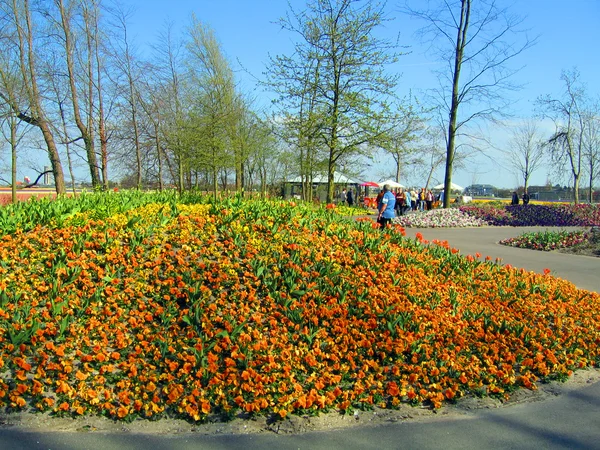 Países Baixos, Haarlem. Flores em um jardim botânico — Fotografia de Stock