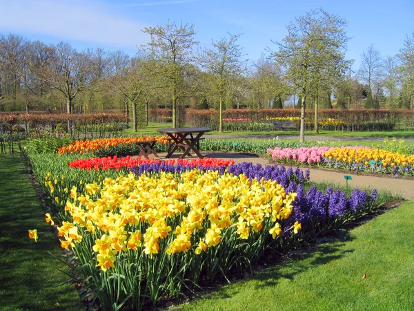 Netherlands Haarlem Flowers Botanical Garden — Stock Photo, Image