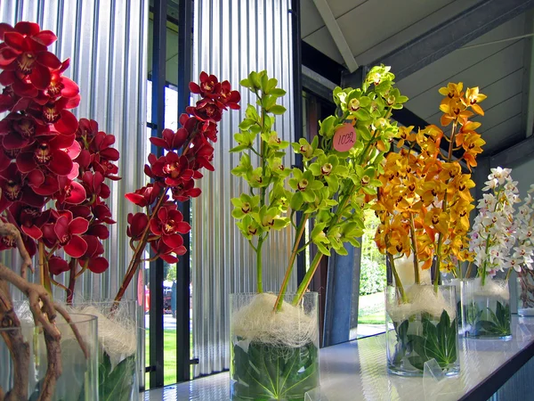 Die Niederlande Haarlem Blumen Einem Gebäude Eines Botanischen Gartens — Stockfoto