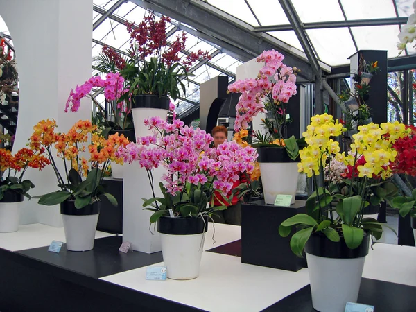 Nizozemsko, haarlem. květiny v budově botanická zahrada — Stock fotografie