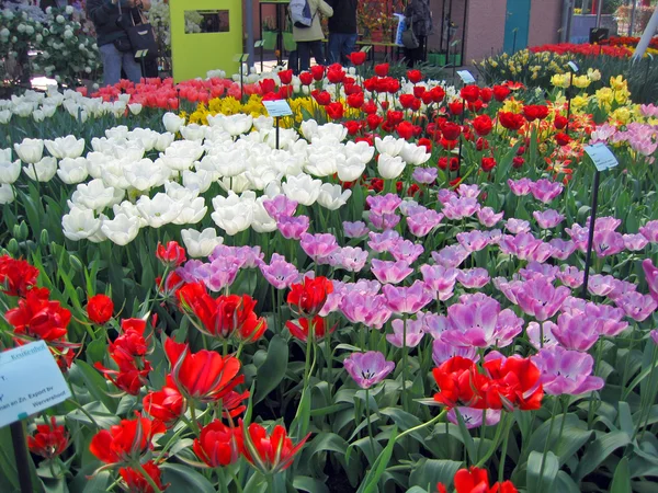 Nederländerna haarlem. blommor i en byggnad av en botanisk trädgård — Stockfoto