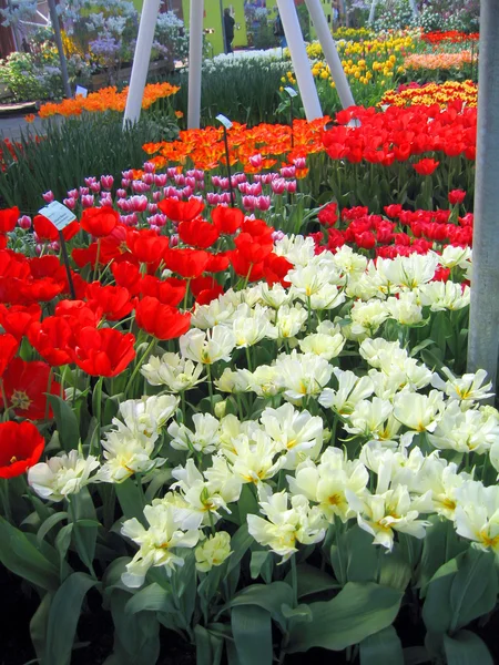 Países Baixos, Haarlem. Flores em um edifício de um jardim botânico — Fotografia de Stock