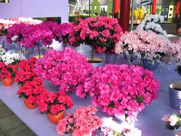 Países Baixos Haarlem Flores Edifício Jardim Botânico — Fotografia de Stock