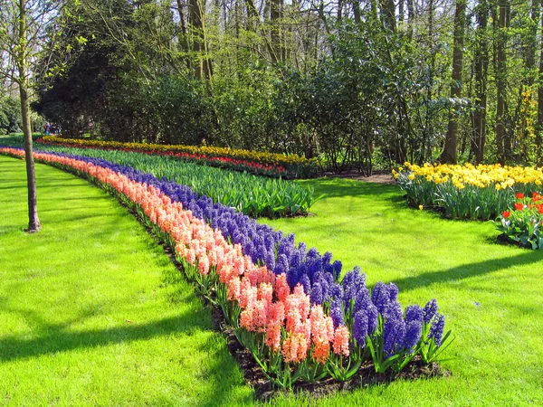 Нідерланди Гарлема Квіти Будівлі Ботанічний Сад Стокова Картинка