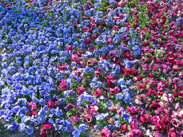 Нідерланди Гарлема Квіти Ботанічному Саду Ліцензійні Стокові Зображення