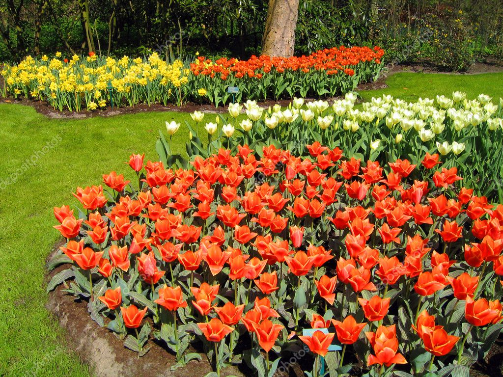 Nederland, haarlem. bloemen tulpen in de botanische tuin — Stockfoto