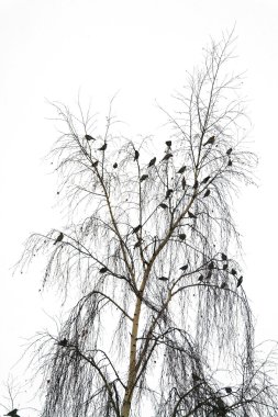 kış, moscow region, Rusya Federasyonu, huş ağacı bir kocakarının üstünde kuş uçuş