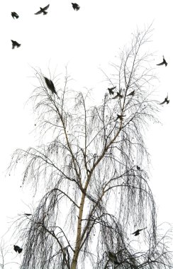 The flight of birds flies from a crone of a birch in the winter clipart