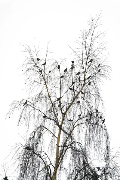 stock image Flight of birds on a crone of a birch in the winter, Moscow Region, Russia