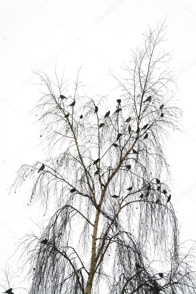 Flight of birds on a crone of a birch in the winter, Moscow Region, Russia