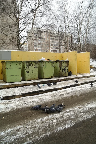 Cuves à ordures autour de la maison et les pigeons en hiver, Région de Moscou — Photo