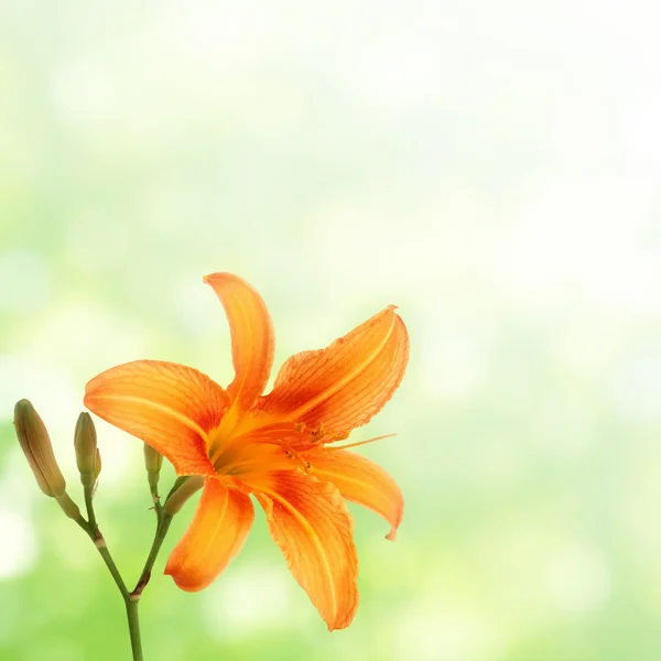 Orange daylily on green — Stock Photo, Image