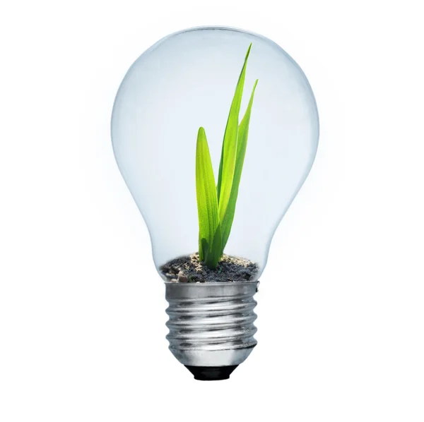 Light bulb and green sprout inside — Stock Photo, Image