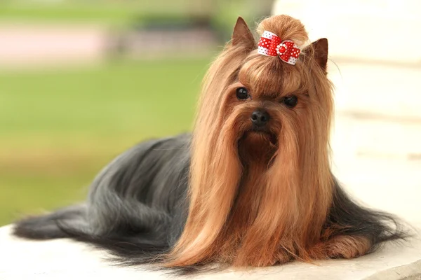 犬ヨークシャーテリア — ストック写真