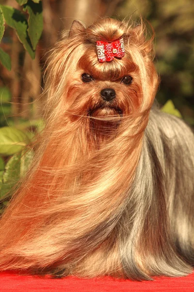 Pes yorkshire teriér — Stock fotografie