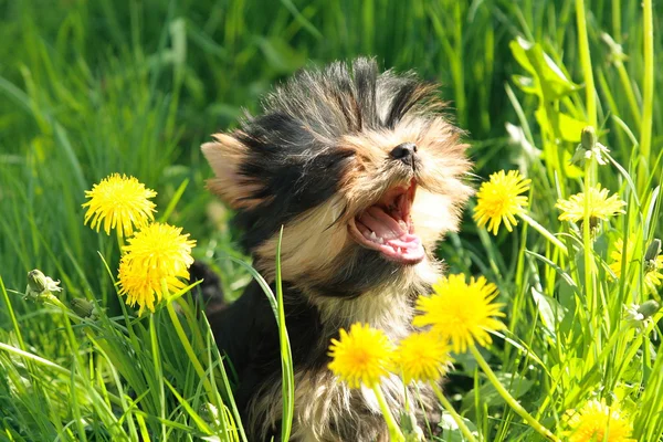 Happy puppy of dog Yorkshire terrier — Stok Foto