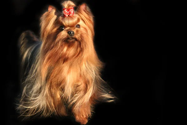 Fuss kutya yorkshire terrier — Stock Fotó