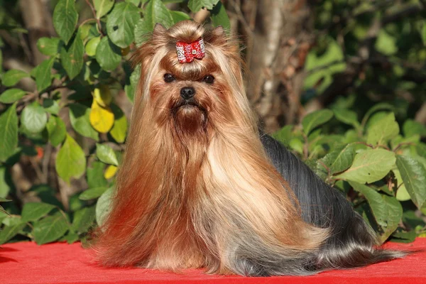 Cane yorkshire terrier — Foto Stock
