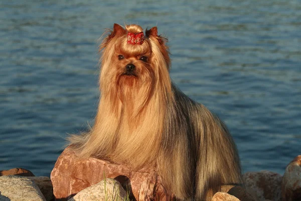 Kutya yorkshire terrier — Stock Fotó