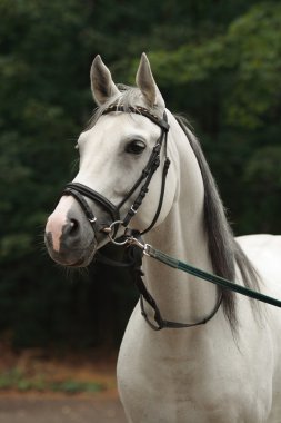 beyaz Arap atı