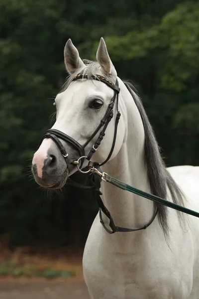 Cavalo árabe branco — Fotografia de Stock