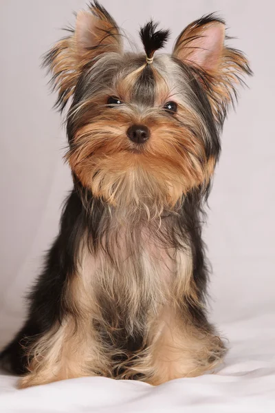 Kutya yorkshire terrier — Stock Fotó