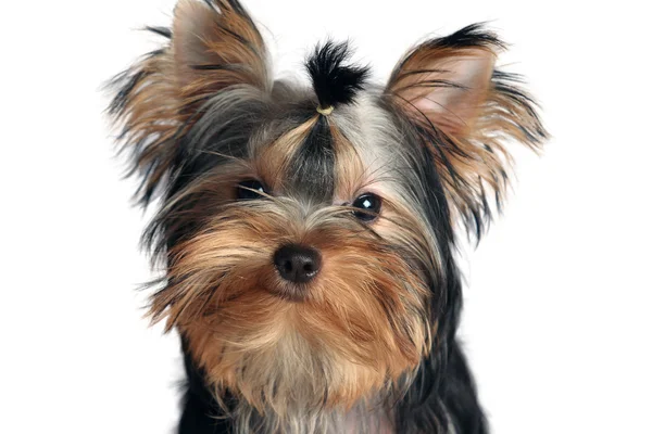 Cane yorkshire terrier — Foto Stock