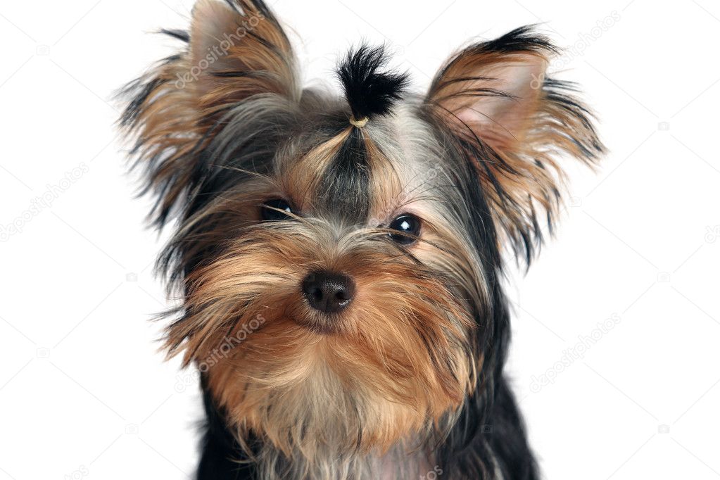 is it common for yorkies to go blind