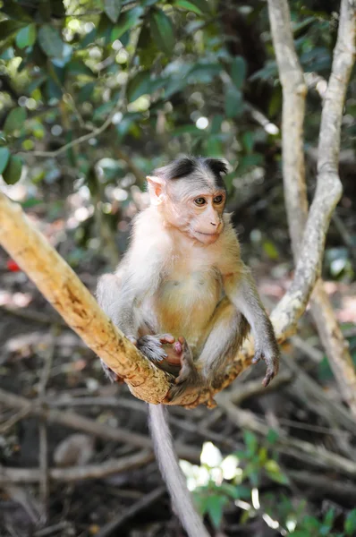 stock image Small baby monkey on tree branch