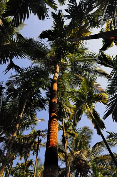 stock image Palm trees perspective fron down to top