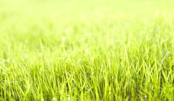 stock image Green vibrant bright grass