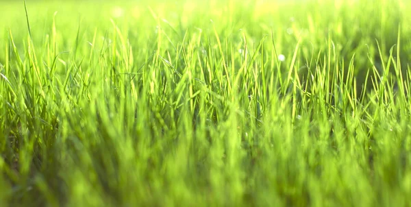 stock image Green vibrant bright grass