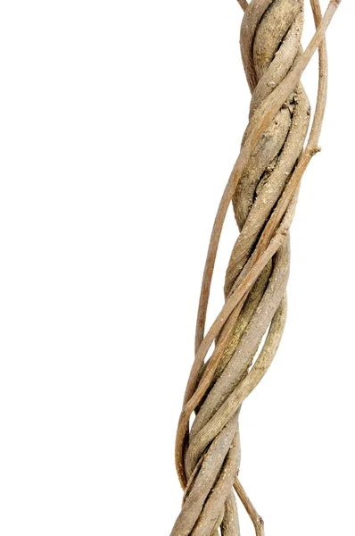 Poskręcane korzenie — Zdjęcie stockowe