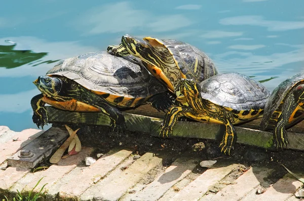 Cztery żółwie — Zdjęcie stockowe