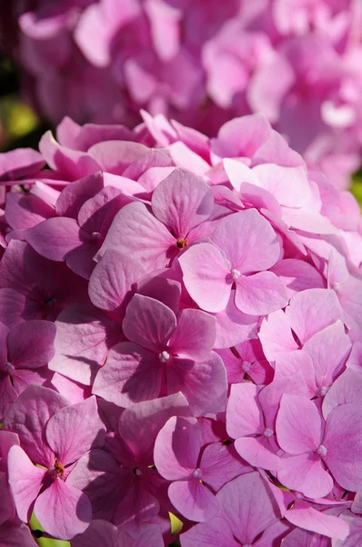 Flores de geranio — Foto de Stock