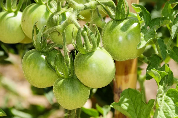 未熟なトマト — ストック写真