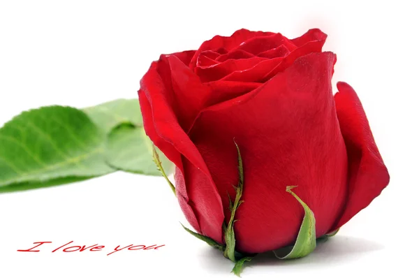 Я люблю тебе і троянду — стокове фото