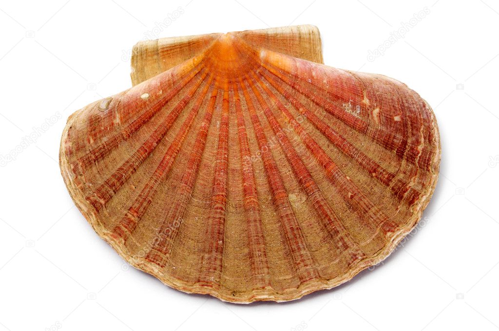 Shell of Saint James