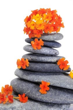 Zen stones and flowers clipart