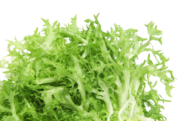 Escarole endive