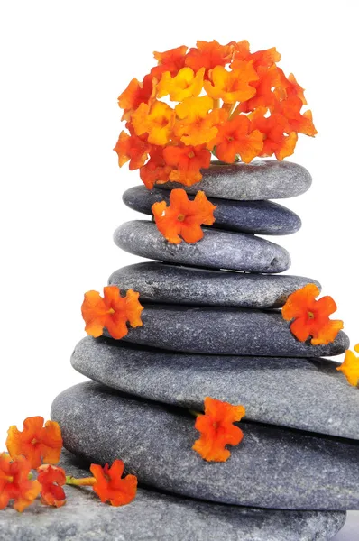 Zen kamienie i kwiaty — Zdjęcie stockowe