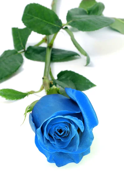 Rosa azul — Foto de Stock