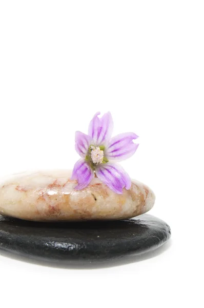 Zen taşı ve çiçek — Stok fotoğraf