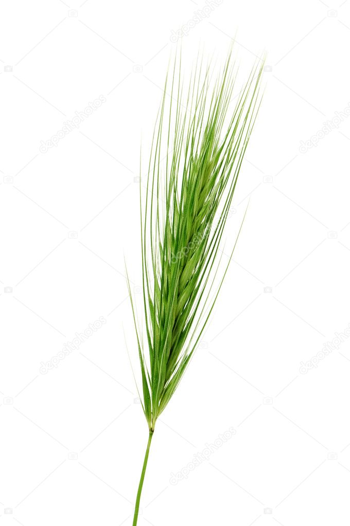 Barley spike