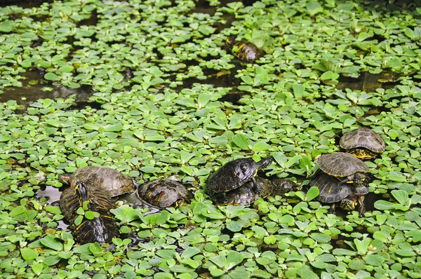 Żółwie — Zdjęcie stockowe