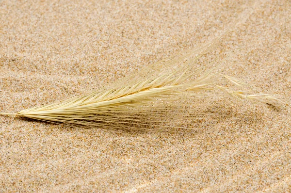Песок и шип — стоковое фото