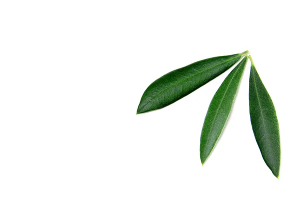 橄榄树叶子 — 图库照片