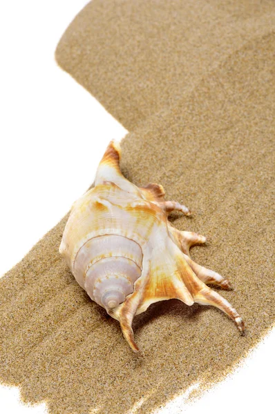 貝殻、砂の中 — ストック写真